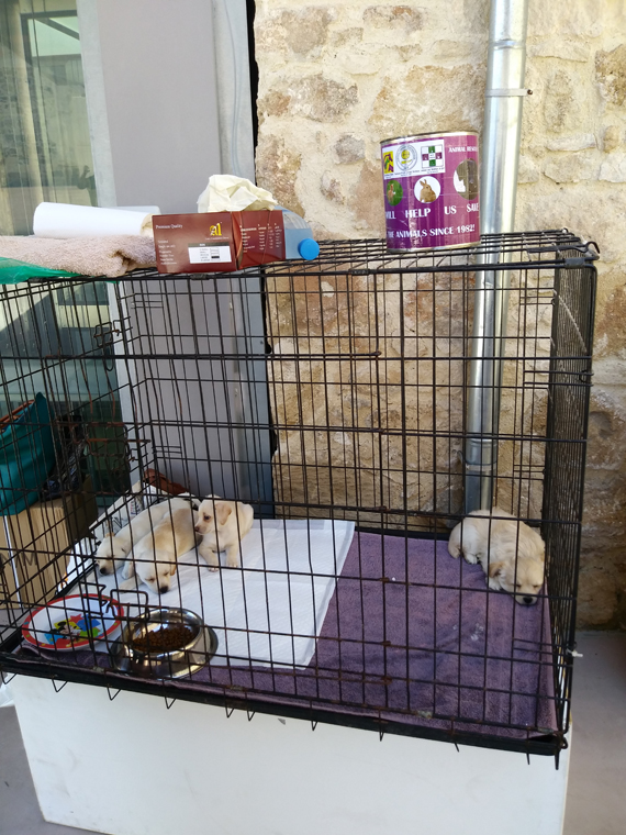 Στην εκδήλωση συμμετείχε και ο Παφιακός Σύνδεσμος Προστασίας Ζώων με σκοπό την γνωριμία τοι κοινού με το έργο του και με μερικά ζώα. 